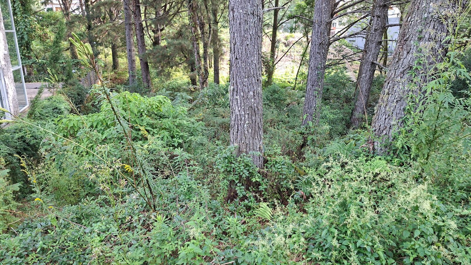 Antes — Área verde revitalizada