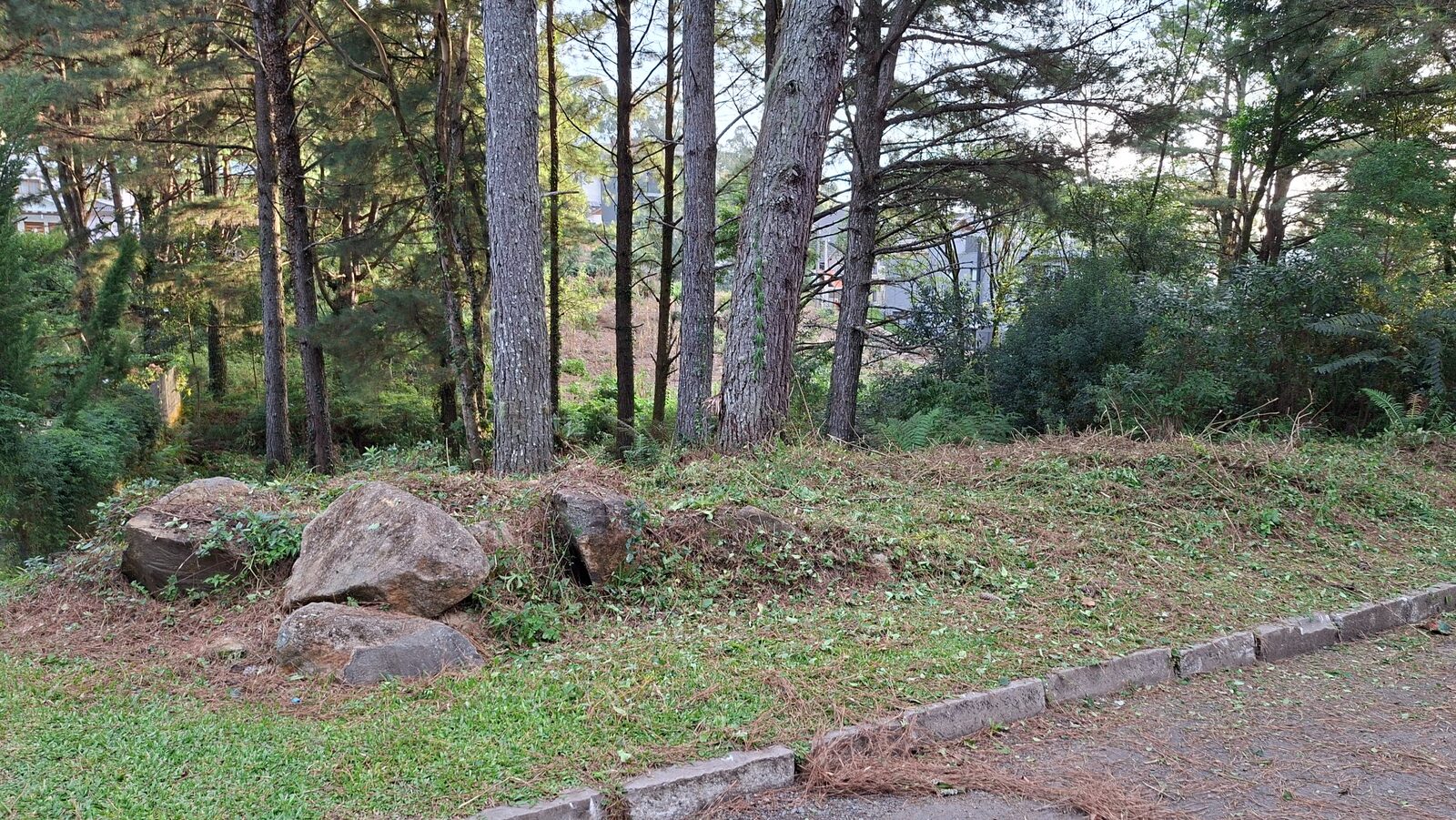 Depois — Área verde revitalizada
